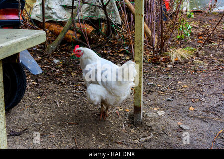 Il pollo in cantiere di un di legno casa privata sul lago Foto Stock