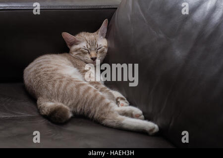 Gattino dormire sul divano nero Foto Stock
