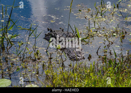 Alligatore vicino alla riva in Parco Okefenokee Swamp Foto Stock