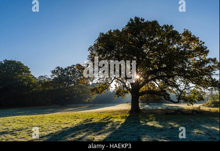 La mattina presto sun scoppio attraverso un albero in Trent Park, London, Regno Unito. Foto Stock