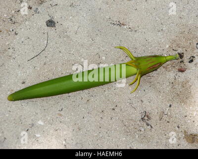 Sementi di mangrovie. Bruguiera gymnorhiza nelle Seicelle, Curieuse Island Foto Stock