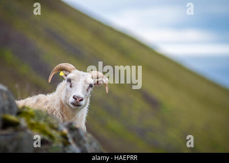 Foto dell'islandese di capra su Akrafjall montagna in Islanda Foto Stock