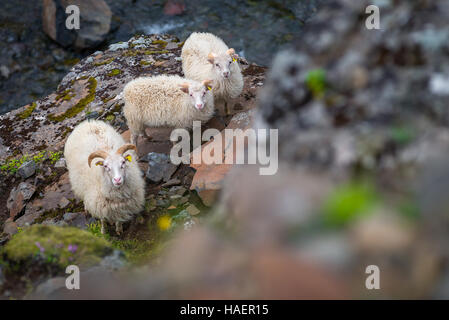 Foto di capre islandese sulla montagna Akrafjall in Islanda Foto Stock