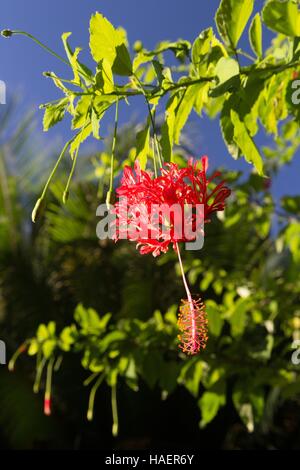 Isole Comore, Oceano Indiano, (976) Mayotte, DROM, Francia Foto Stock