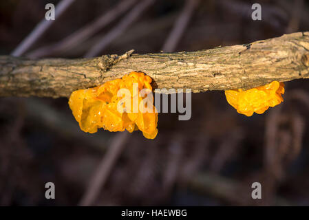 Il fungo Tremella mesenterica ha diversi nomi comuni compresi cervello giallo fungo, jelly cervello funghi e witche di burro Foto Stock