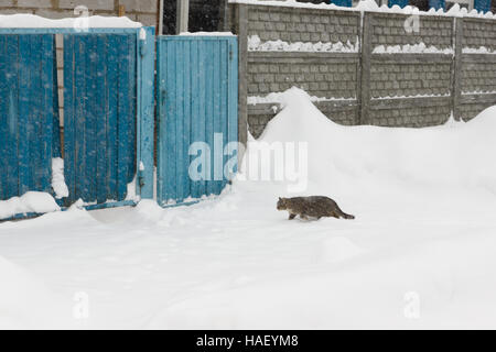 Cat va su strade coperte di neve street nel villaggio di inverno Foto Stock