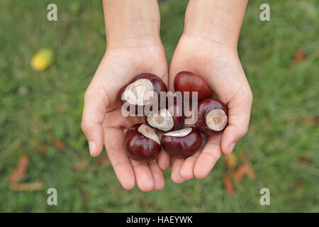 Bambino mani a tazza tenendo un mucchio di ippocastani conkers in autunno Foto Stock