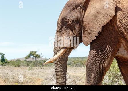 Elefante africano a camminare in modo pacifico e guardando verso il basso sulla terra. Foto Stock