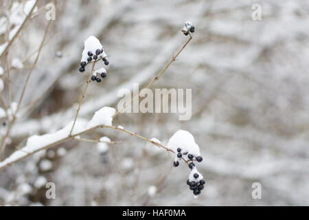 Di frutti di bosco surgelati frutta coperta di neve su una giornata invernale Foto Stock