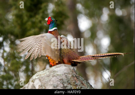 La bellissima colorata fagiano maschio in una tipica azione quando egli esegue la sua chiamata di accoppiamento con una foresta sfocati sullo sfondo Foto Stock