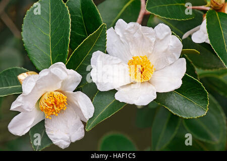 Lu Shan neve olio di tè camellia Foto Stock