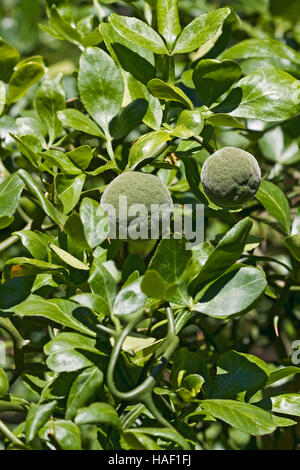 Trifoliate agrumi Foto Stock