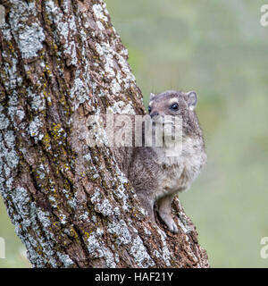 Un Southern tree hyrax vicino, cercando, a Lewa Conservancy, Kenya gennaio 2016Parco Nazionale Foto Stock