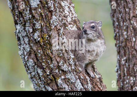 Un Southern tree hyrax vicino, cercando, a Lewa Conservancy, Kenya Gennaio 2016 Foto Stock