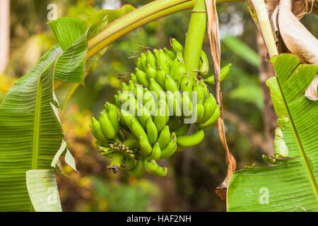Le banane che cresce su un albero, acerbi e in un grande grappolo. Il Kerala, India. Foto Stock