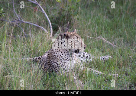 Un leopard lounging in erba alta, puntellato sul suo gomiti. Si tratta di guardare a destra e presenta rami caduti intorno ad esso. Foto Stock