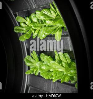 Impianto sistema di hydroponics a indoor. Profondità di campo. Foto Stock