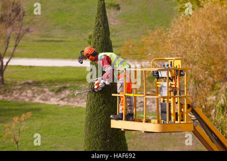 In dotazione un uomo su una gru la potatura di un cipresso con chainsaw. Posizione orizzontale Foto Stock