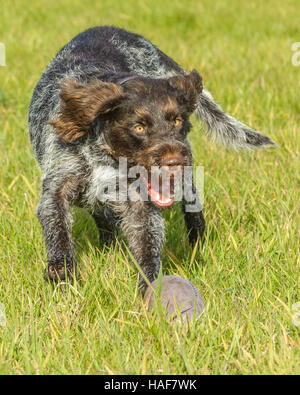 Il Cesky Fousek un raro lavorando gundog cane e famiglia ideale pet Foto Stock