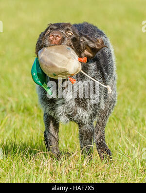 Il Cesky Fousek un raro lavorando gundog cane e famiglia ideale pet Foto Stock