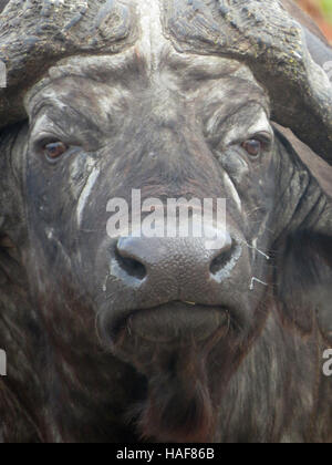 Bufali (Syncerus caffer) aka il bufalo africano. Foto Tony Gale Foto Stock