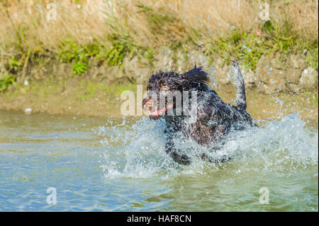 Il Cesky Fousek un raro lavorando gundog cane e famiglia ideale pet Foto Stock