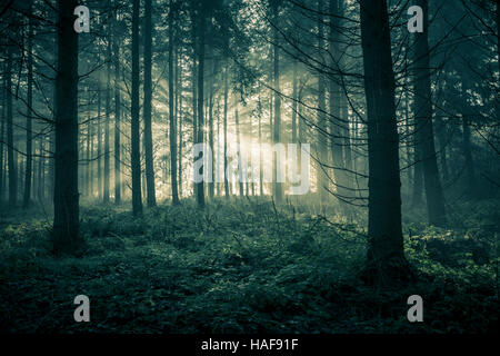 Alberi di luce del sole in una nebbiosa foresta. Foto Stock