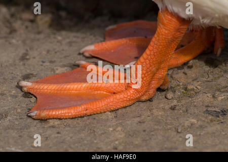 Un close-up il germano reale (Anas platyrhynchos) piedi. Foto Stock