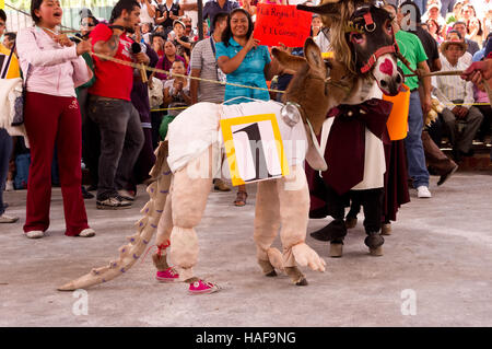 Giovani asino con un "Baby Sinclair' (i dinosauri serie TV) costume durante l'Asino fiera (Feria del burro) in Otumba, Messico Foto Stock