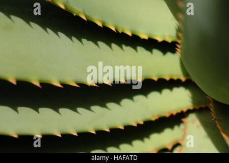 Aloe cactus closeup - bello schema naturale Foto Stock