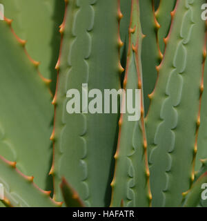 Aloe cactus closeup - bello schema naturale Foto Stock