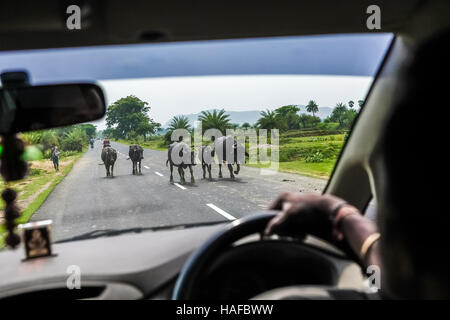 Un gregge di bufali d'acqua che camminano sulla strada, in direzione opposta ad un'auto in movimento a Bihar, India. Foto Stock