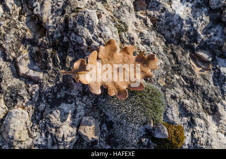 FORET DE STE BAUME, FEUILLE MORTE, VAR83 FRANCIA Foto Stock