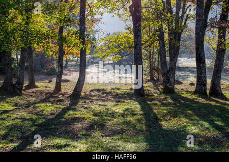 FORET DE STE BAUME, ARBRES EN AUTOMNE, VAR 83 FRANCIA Foto Stock