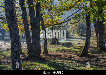 FORET DE STE BAUME, ARBRES EN AUTOMNE, VAR 83 FRANCIA Foto Stock