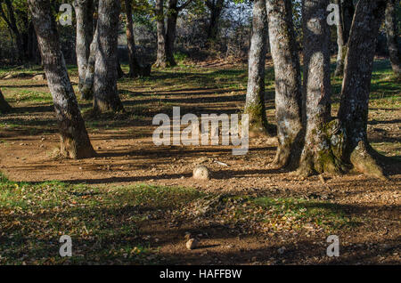 FORET DE STE BAUME, ARBRES EN AUTOMNE, VAR 83 FRANCIA Foto Stock