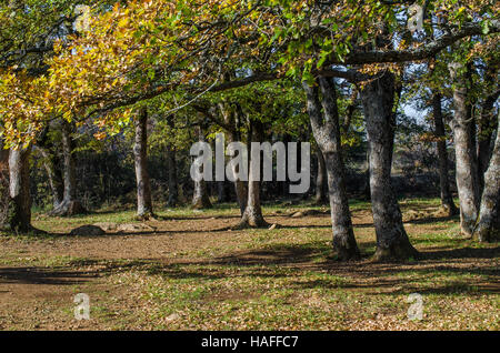 FORET DE STE BAUME, ARBRES EN AUTOMNE, VAR 83 FRANCIA Foto Stock