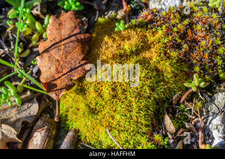 FORET DE STE BAUME, FEUILLES MORTES, VAR 83 FRANCIA Foto Stock