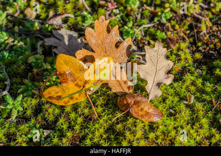 FORET DE STE BAUME, FEUILLES MORTES, VAR 83 FRANCIA Foto Stock