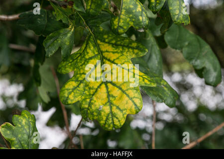 Malate albero di quercia (eventualmente Oak appassire/ruggine) entro Whisby Natura Park, vicino a Lincoln, Lincolnshire, Regno Unito Foto Stock