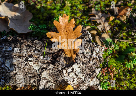 FORET DE STE BAUME, FEUILLES MORTES, VAR 83 FRANCIA Foto Stock