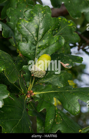 Malate albero di quercia (eventualmente Oak appassire/ruggine) entro Whisby Natura Park, vicino a Lincoln, Lincolnshire, Regno Unito Foto Stock