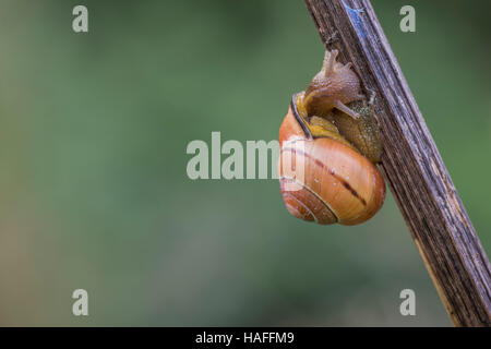 Brown-lumaca a labbro - Cepaea nemoralis trovati a Whisby Natura Park, vicino a Lincoln, Lincolnshire, Regno Unito Foto Stock