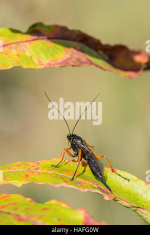 Parassita femmina wasp della specie Ichneumons - Buathra laborator trovati a Whisby Natura Park, Lincolnshire, Regno Unito Foto Stock