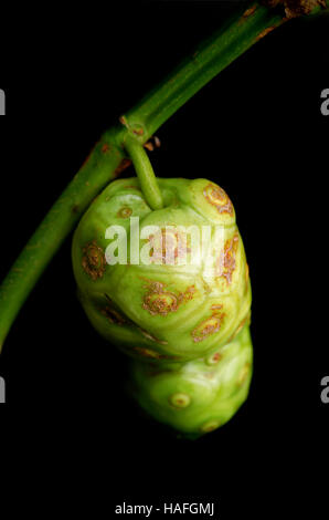 Il Noni (denominato anche come Morinda citrifolia, Rubiaceae Noni, grande morinda, gelso indiano, spiaggia del gelso, formaggio, frutta Noni Gentianales) frutta isolato Foto Stock