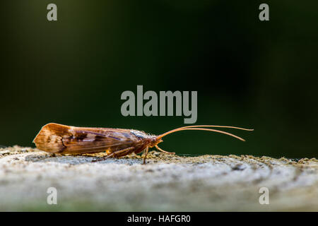 Caddis fly - Limnephilus lunatus a Whisby Natura Park, vicino a Lincoln, Lincolnshire, Regno Unito Foto Stock