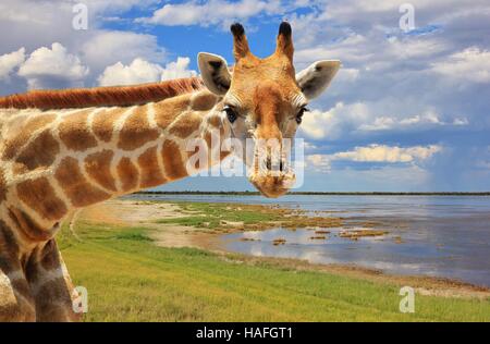 Giraffa - fauna africana nel selvaggio - Foto Stock