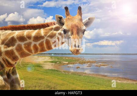 Giraffa - fauna africana nel selvaggio - Foto Stock