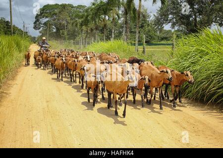 Capraio motorizzato su una strada nel Suriname Foto Stock