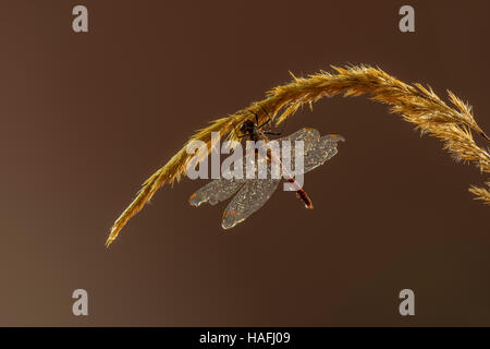 Ruddy maschio Darter Dragonfly - Sympetrum sanguineum, fotografato all'interno di uno studio controllato ambiente. Foto Stock